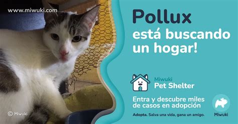 Adopta un gato en Cantabria